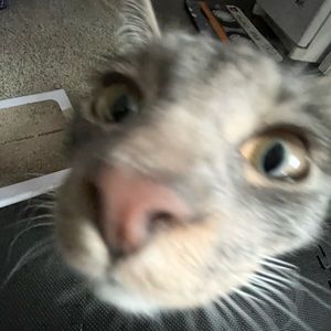 Meet your Posher, Joel